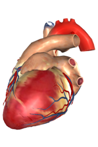 Cardiac Muscular System