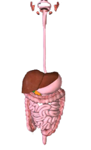 Alimentary-Canal