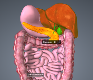 liver-pancreas-gallbladder