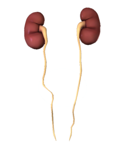 kidneys-and-ureter